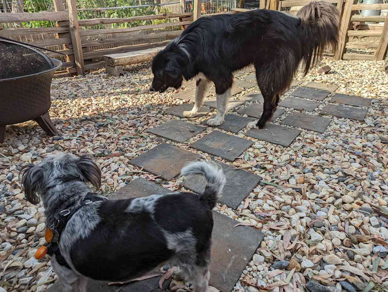 Willie Pete and Mark hanging out in the front yard if the cabin