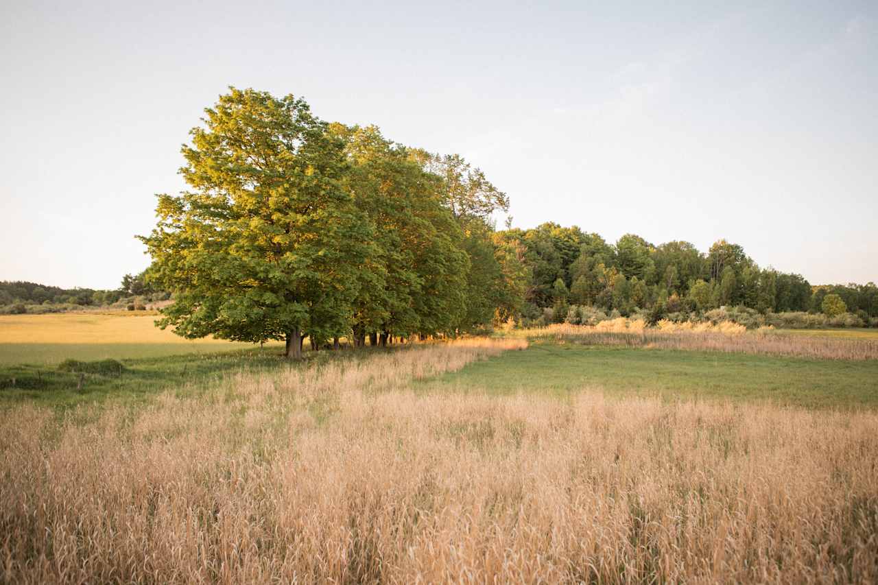 Here is a shot of the field with a tree line around it. 