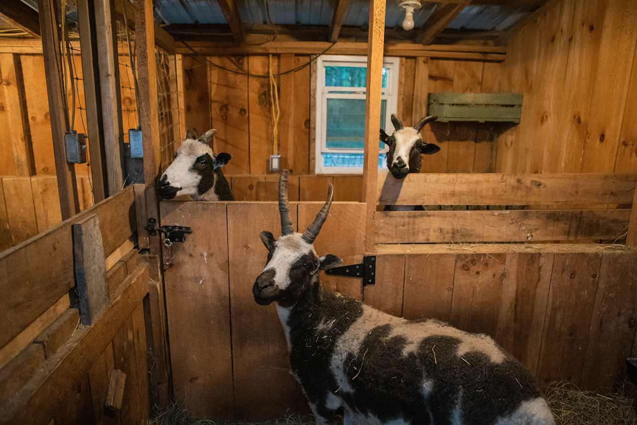 Here the goats are in their barn! 