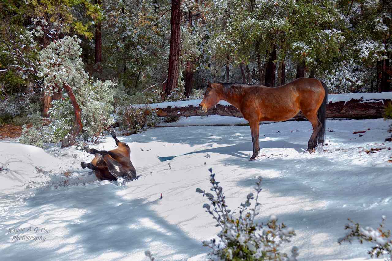 Our horses can teach you how to make a snow angel if you visit in winter...
