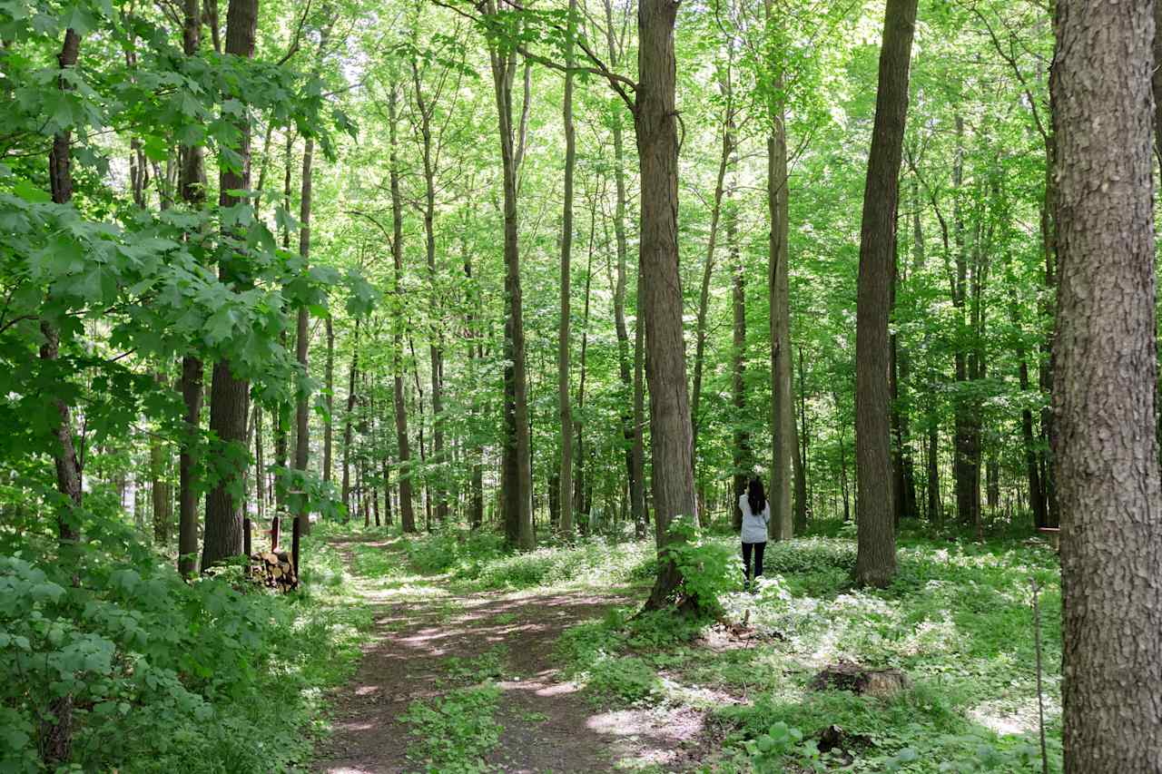 There are looping trails through the forest for campers to explore. The forest is dense and provides plenty of shade. 