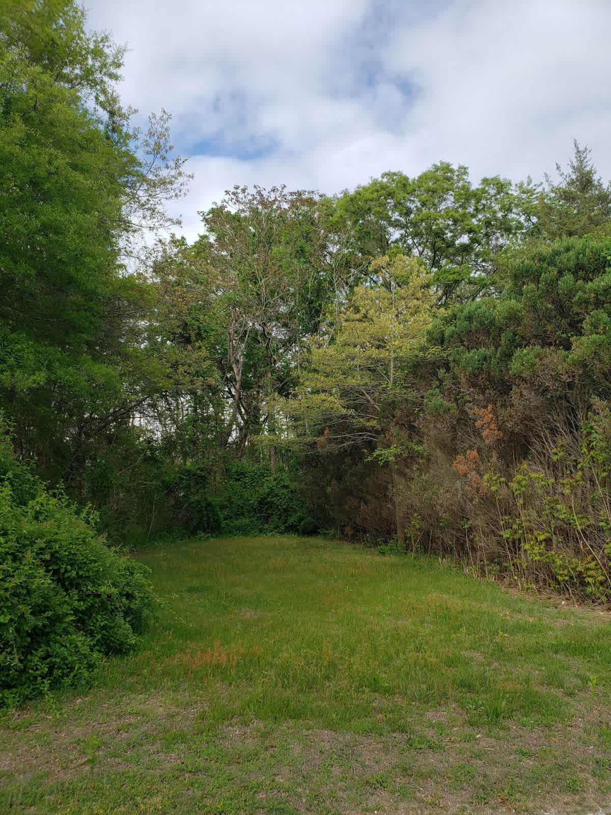 Woods and shrubs surround the RV space.