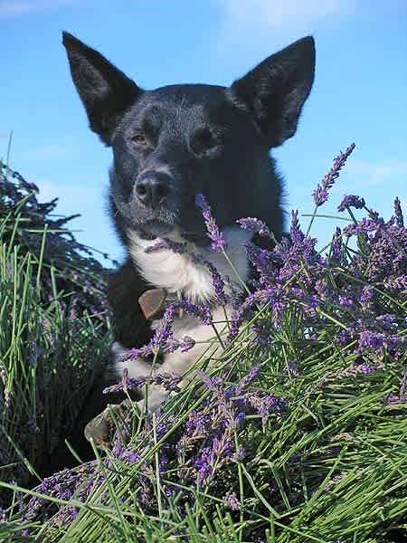 Aloomba Lavender Farm