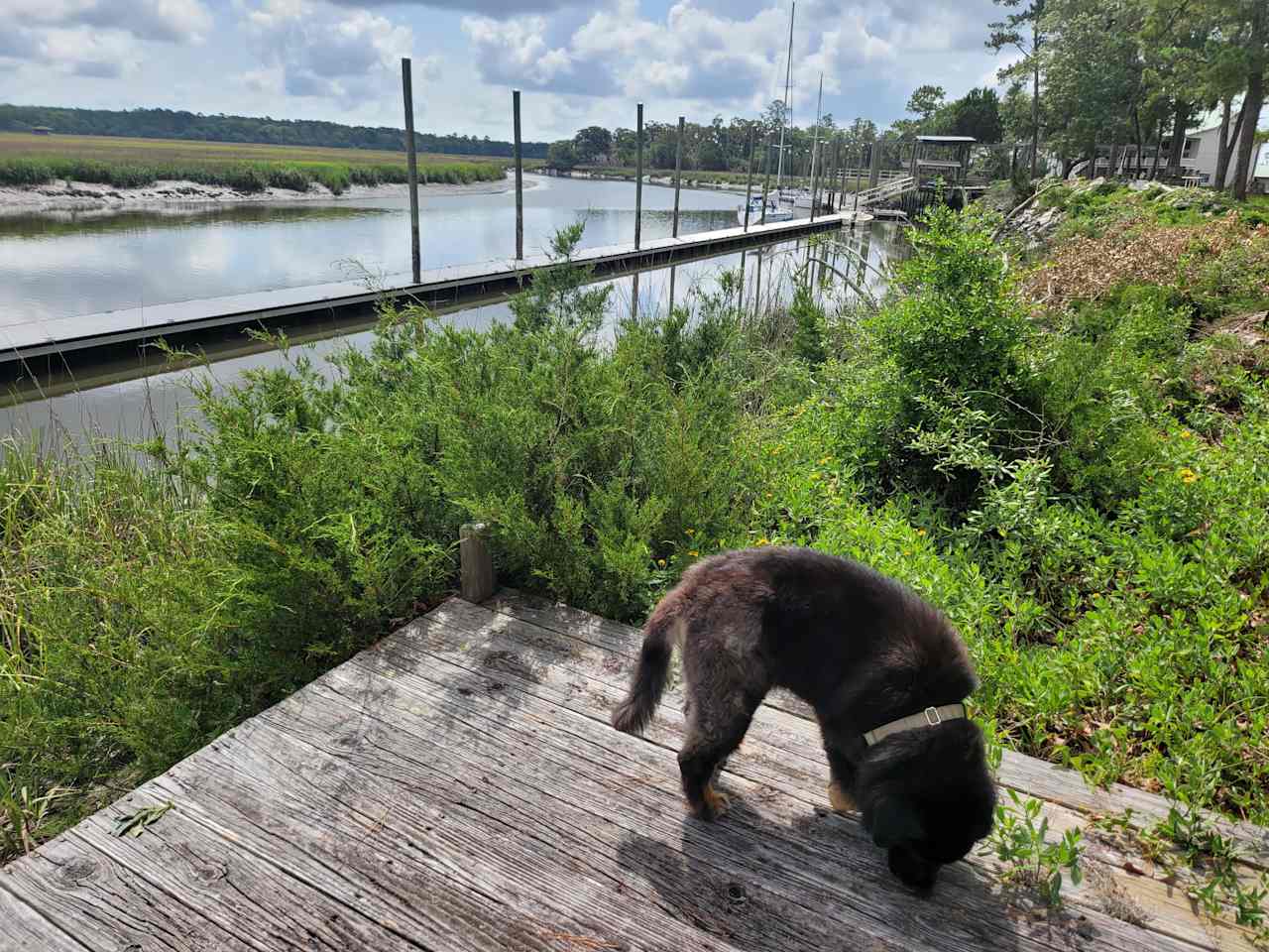 Belle Bluff Island Campground 