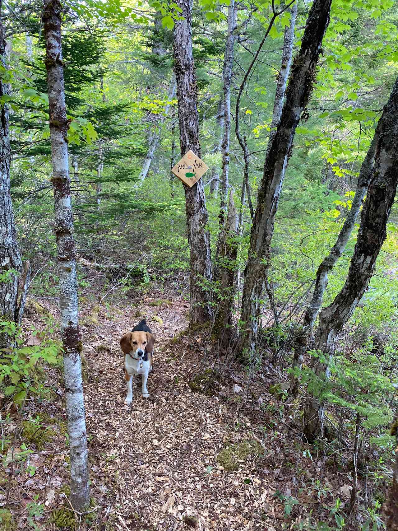 Owl's Hollow Eco-Therapy Glamping