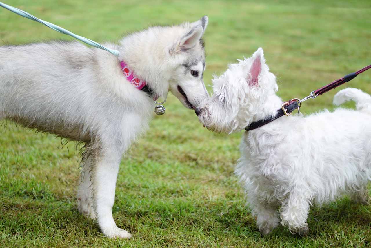 Pet Friendly and Off Leash Dog Park