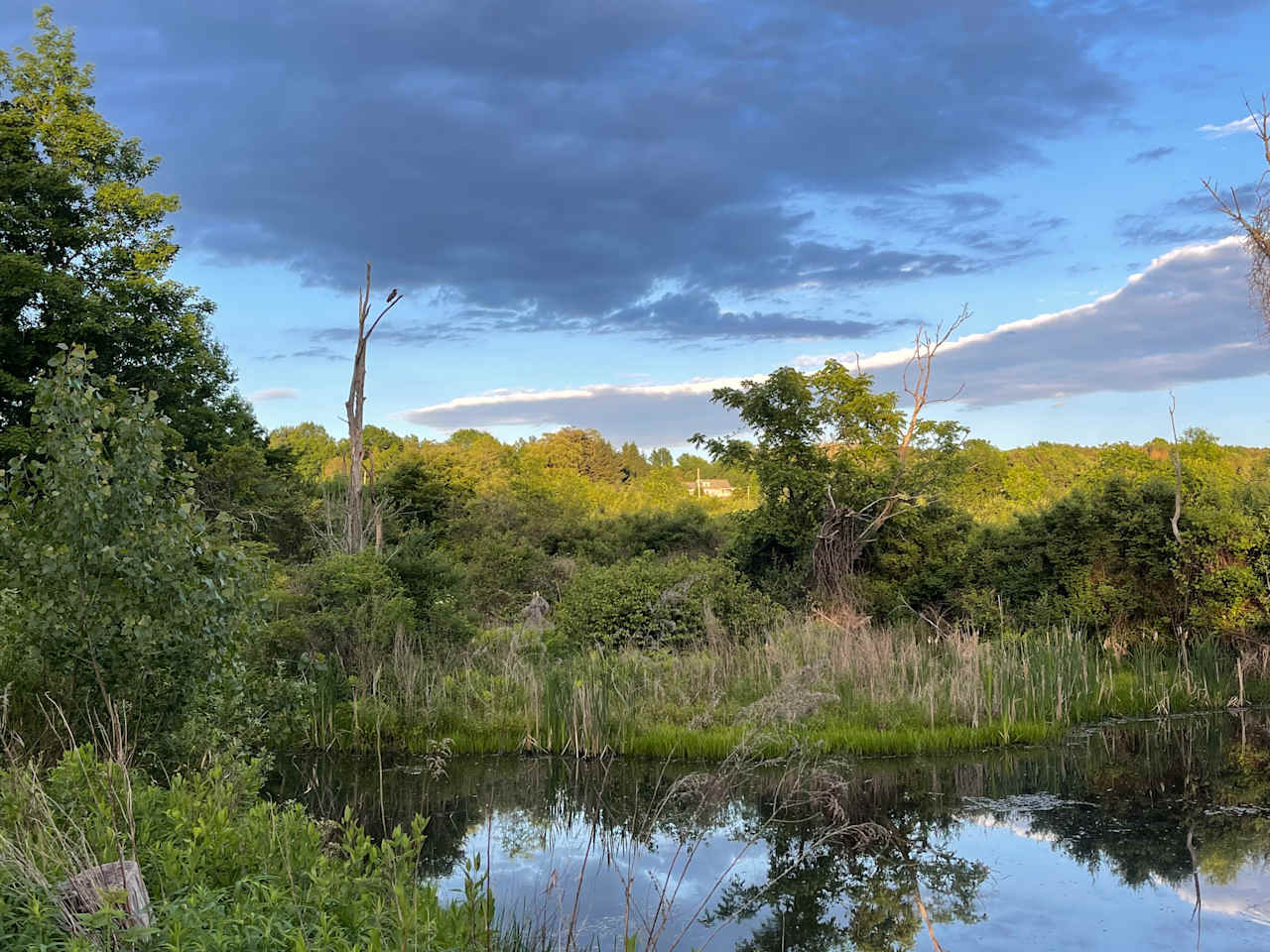 The Green Heron (seen in the tree) visits yearly and the property is named for her.