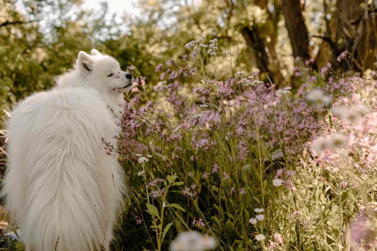 There were so many wild flowers. 