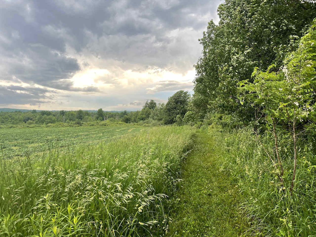 Mown walking trails can be found throughout the property. Freshly mown cover crop on the organic grain fields are seen on the left side of this photo
