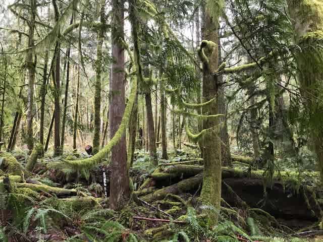 Camp in the sol duc rainforest one mile from the hotsprings park entrance and lake crescent. Enjoy the outdoor covered kitchens an hot showers.  Located at mile 35.5 of the Olympic discovery trail.  8 ft by 8 ft tent deck.   