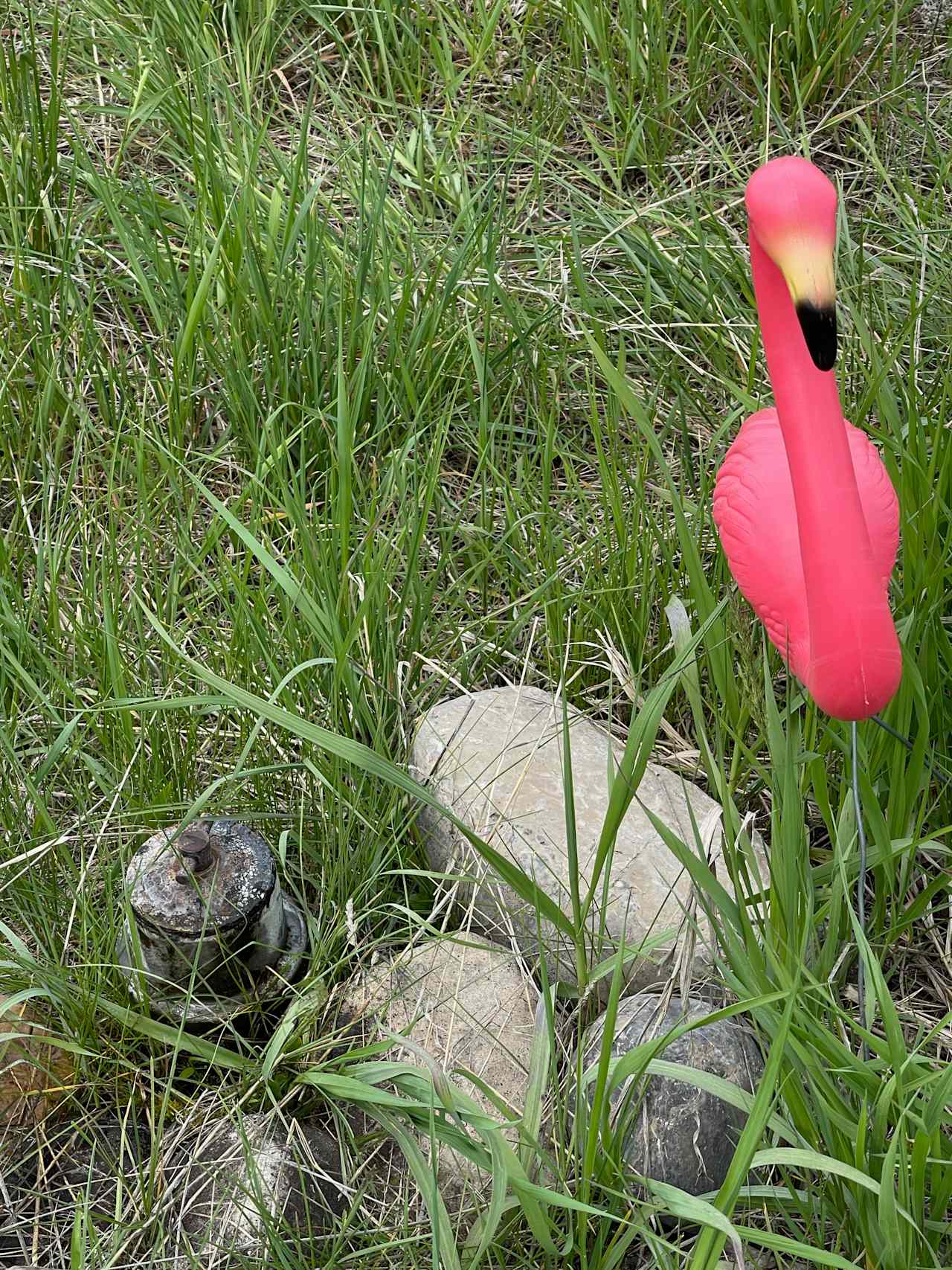 The flamingo is the protector of a water source. Please don't drive near it.