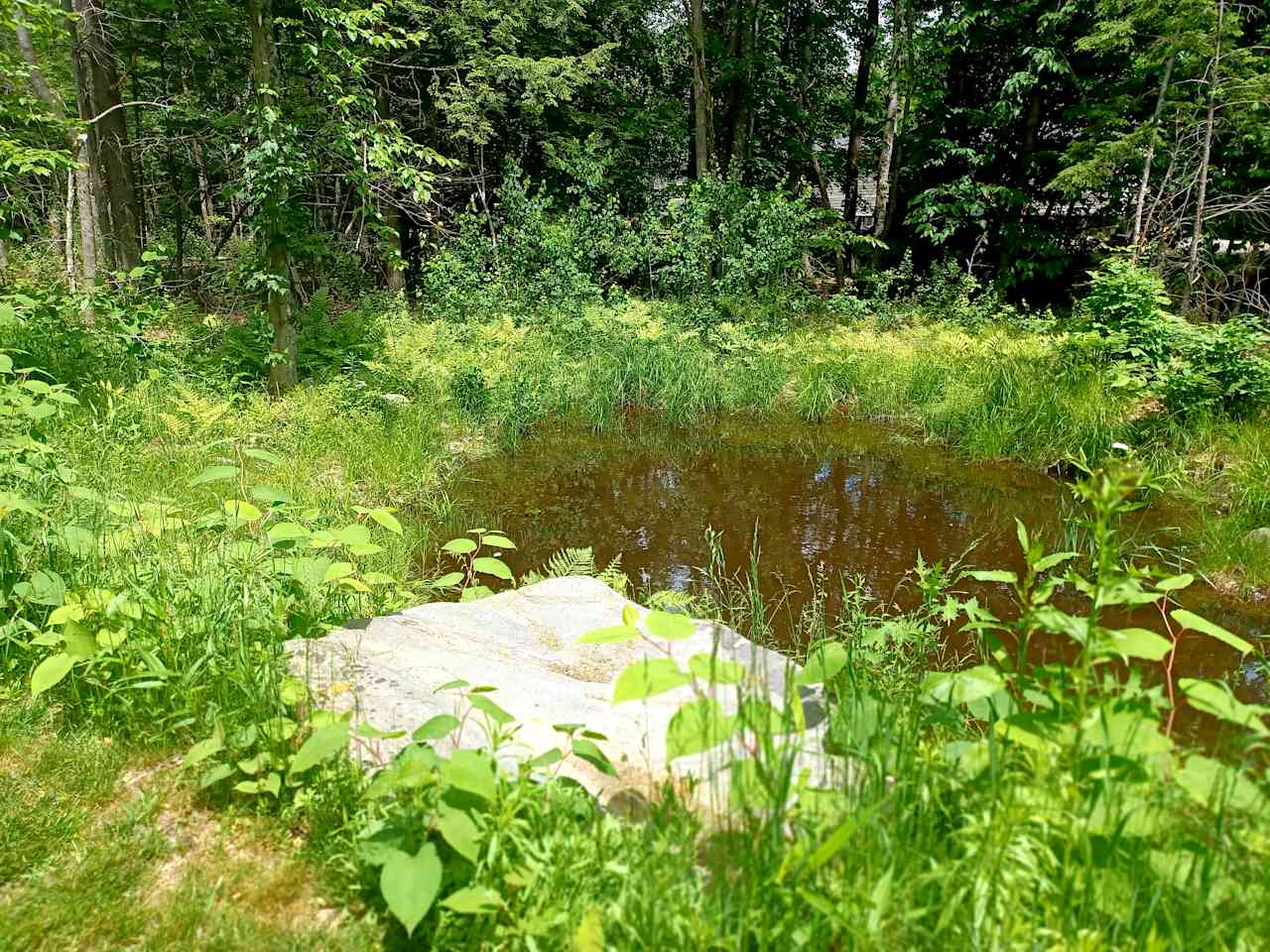 The frog pond. Some loud croaking bullfrogs can be heard and lots of little tadpoles.  The population is growing. 