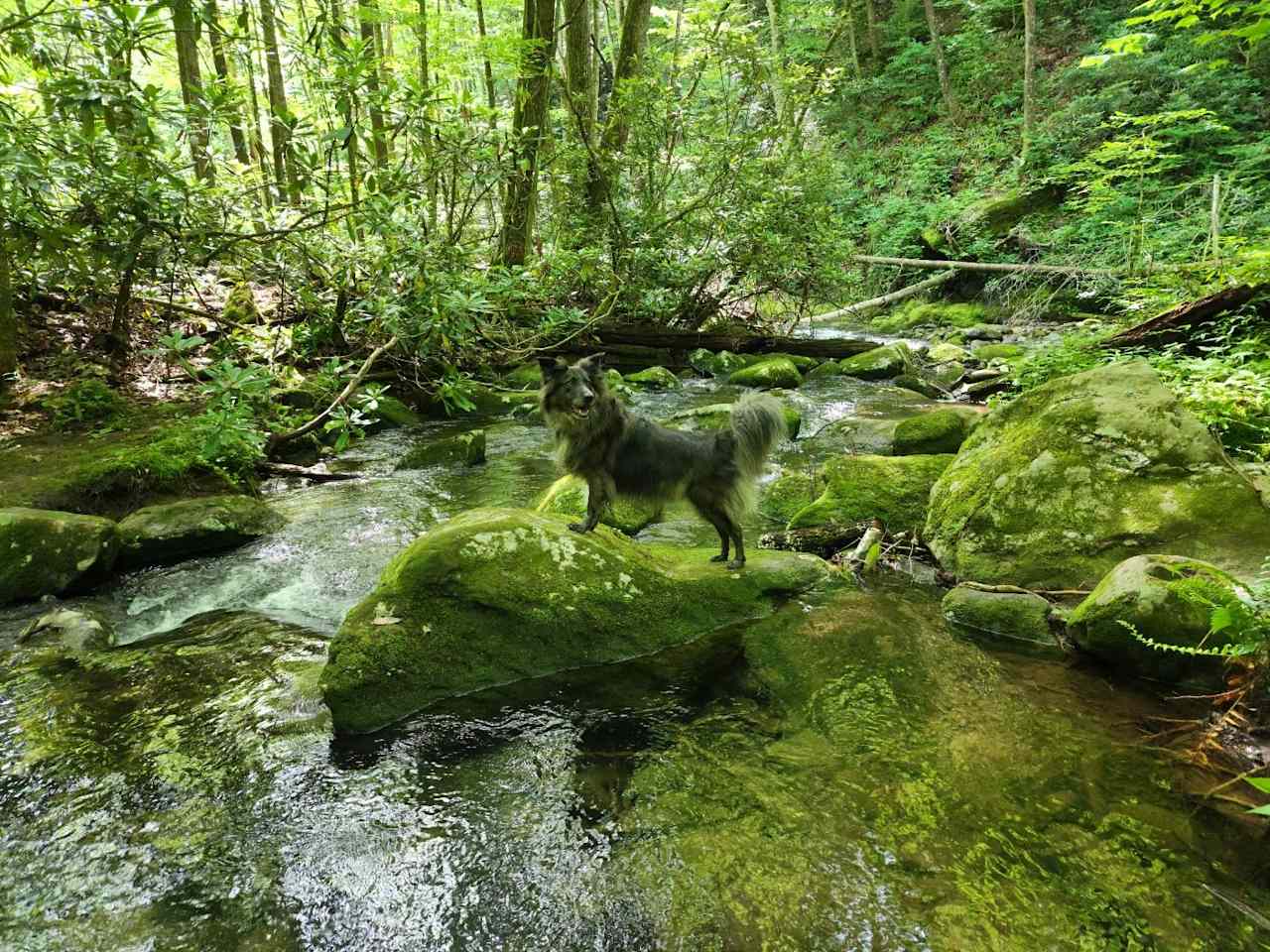 Beautiful cool mountain creek at campsite.