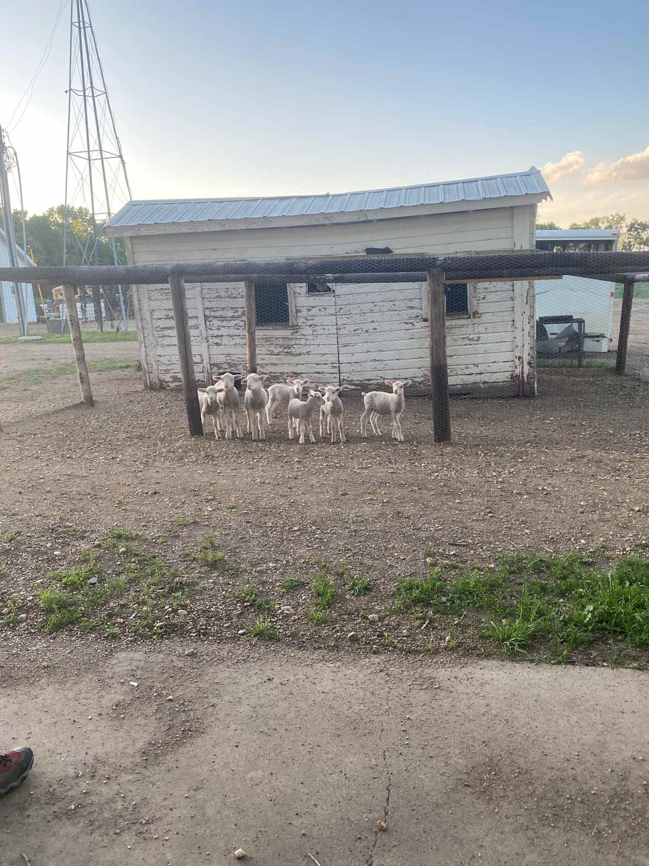 Super cute bottle lambs