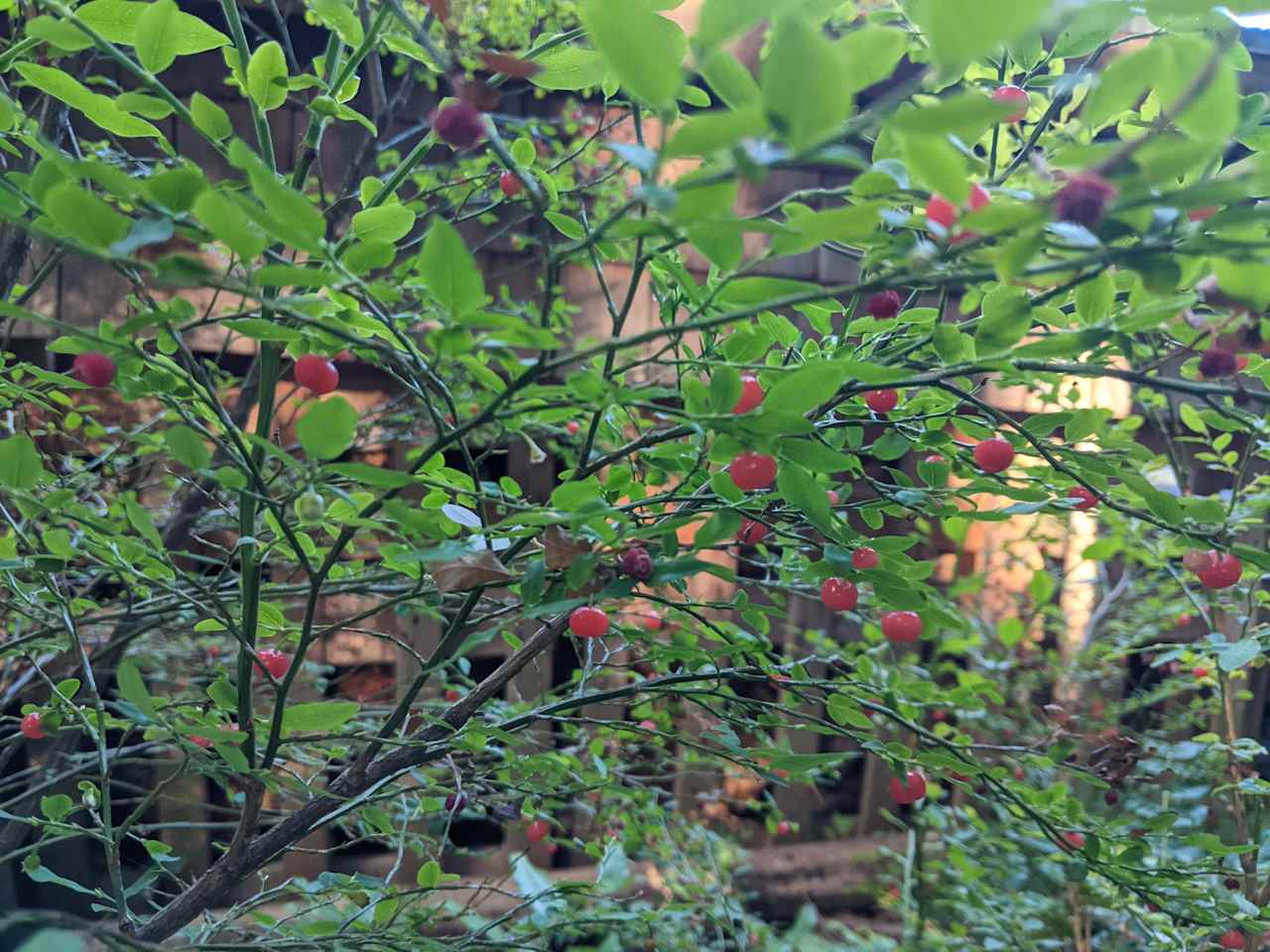 A great place to pick huckleberries!