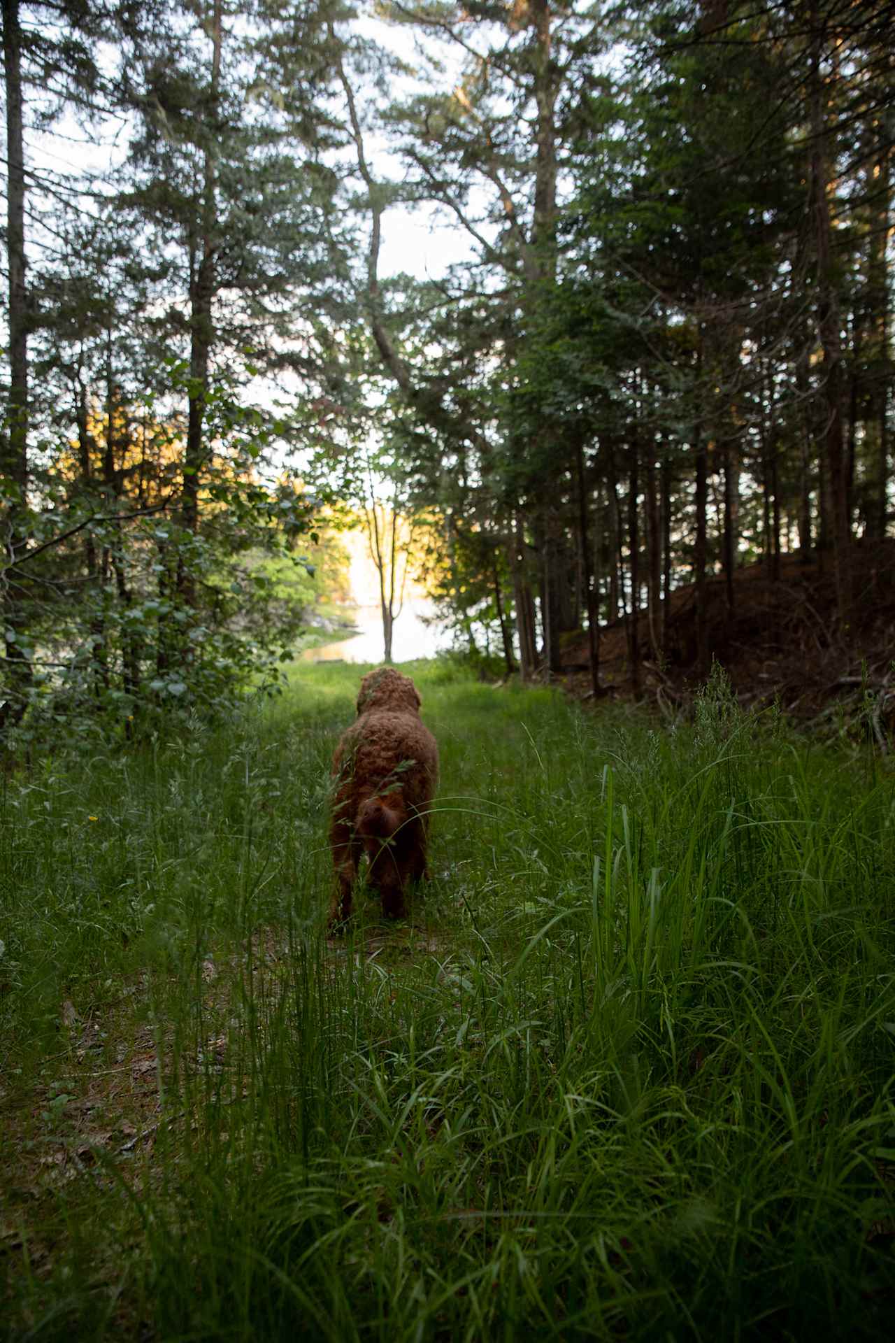 Trail to the cove