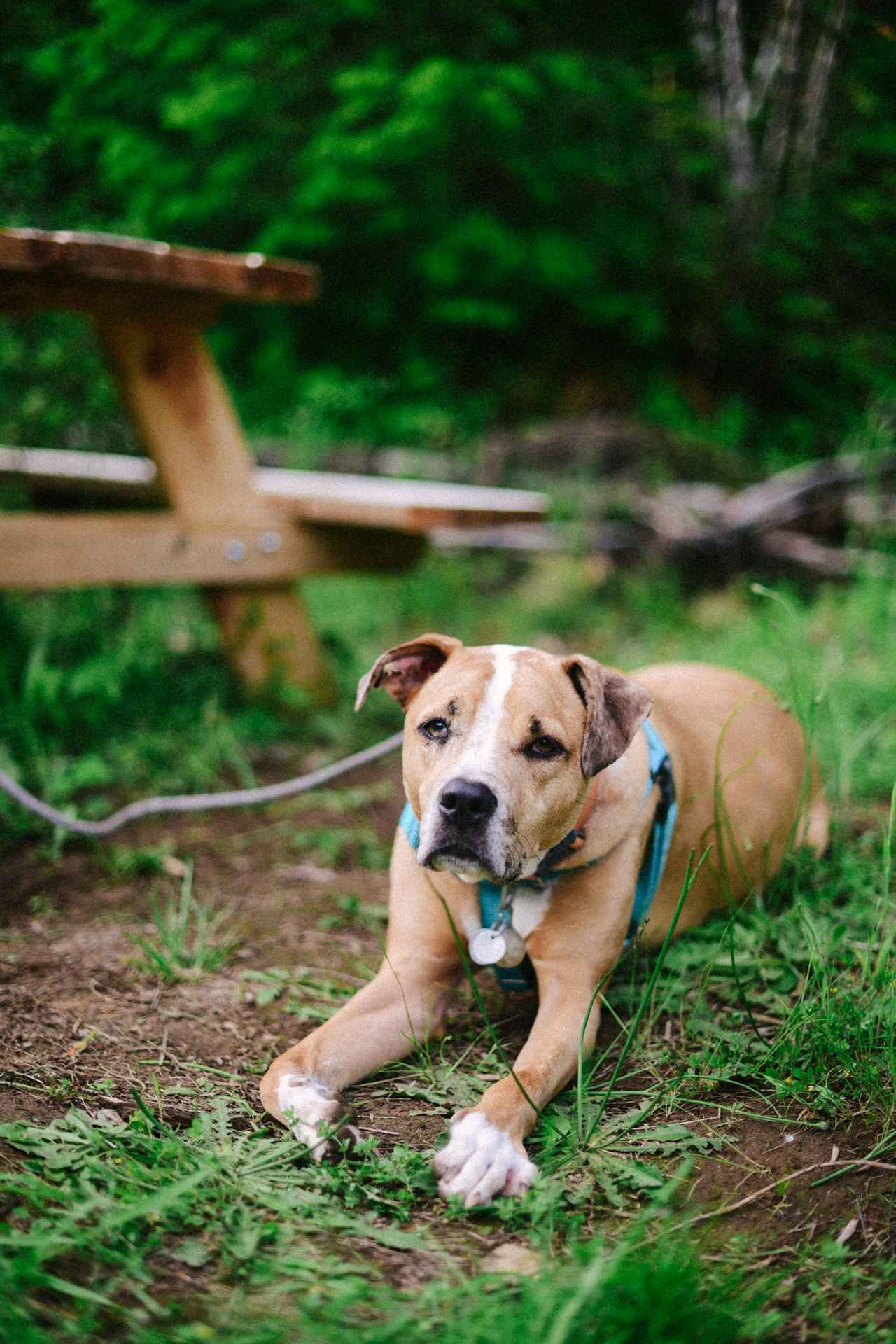 My dog tied to the picnic table.