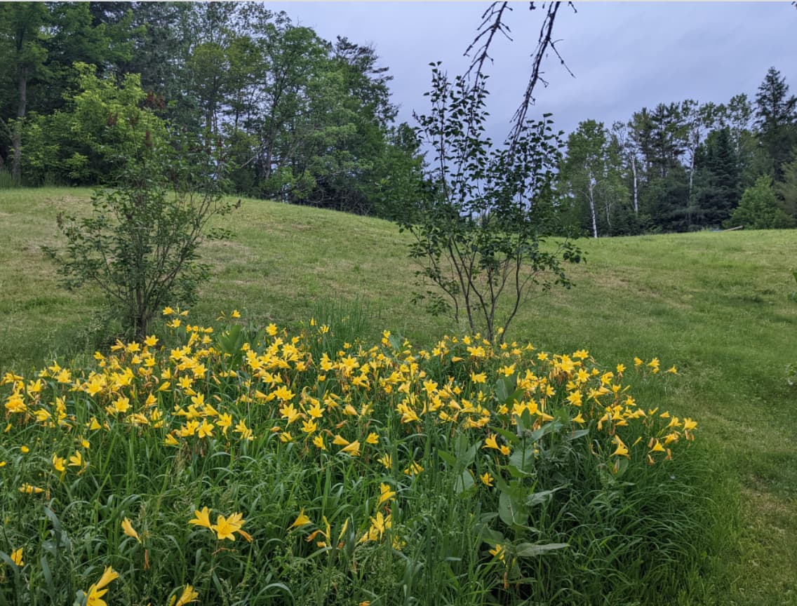 Private field and woods camping