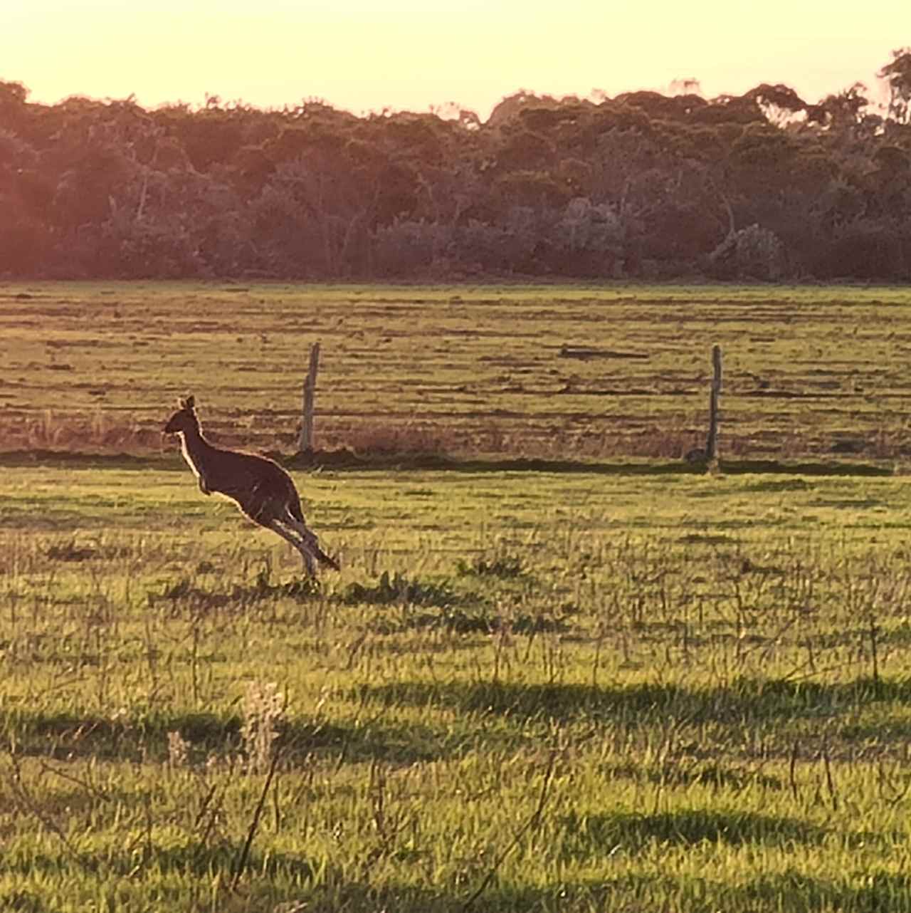 Kangaroo in the top paddock. 