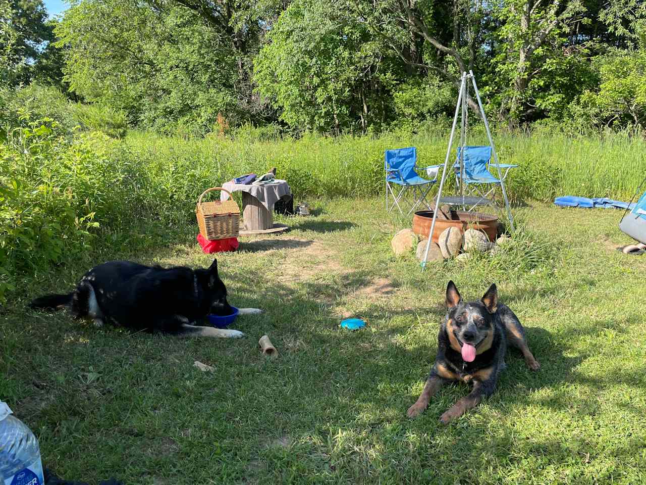 Our pups chillin by the fire