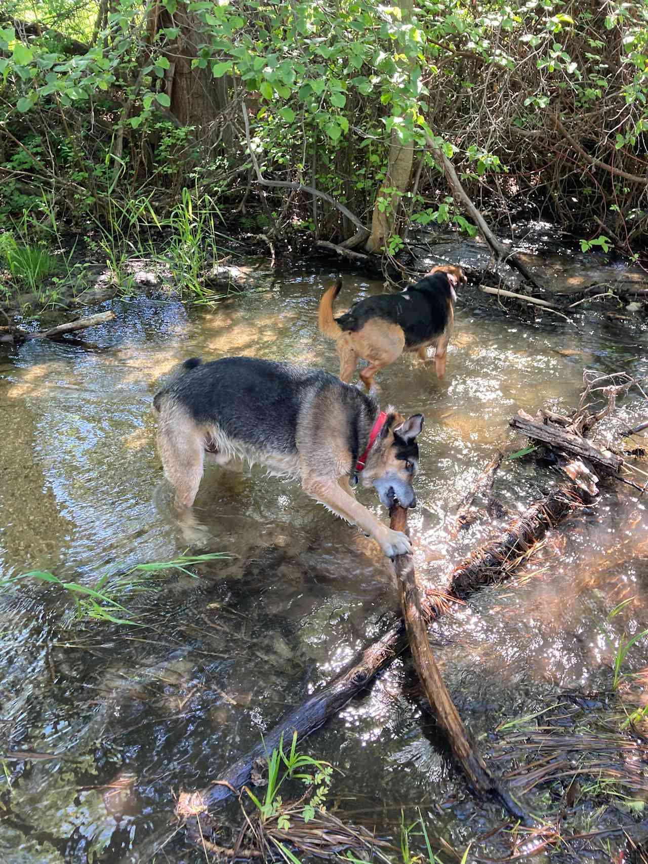 Just a short walk out of the ranch entrance, we found access to this creek for the dogs to play!