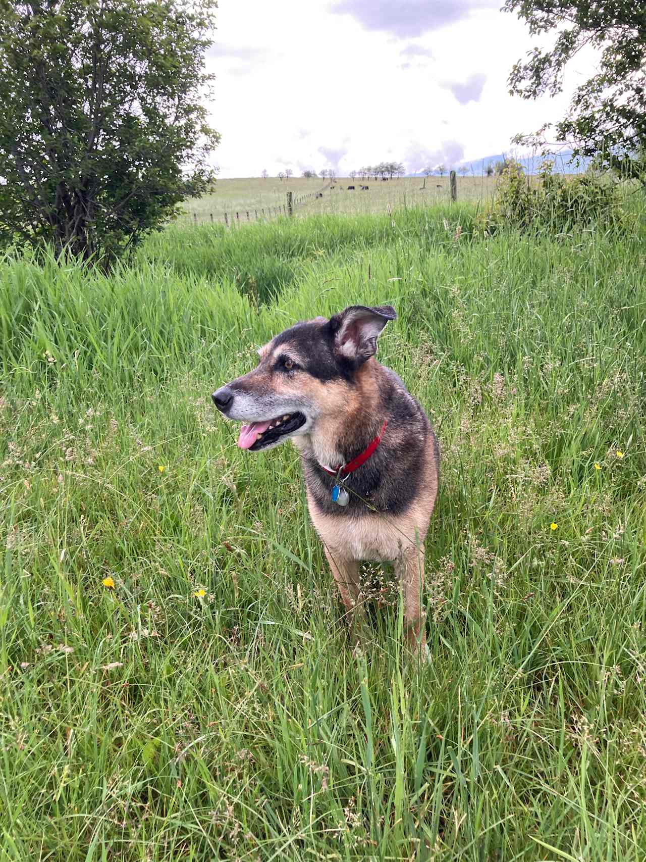 Our dogs had smiles on their faces the entire stay!  They loved exploring!  