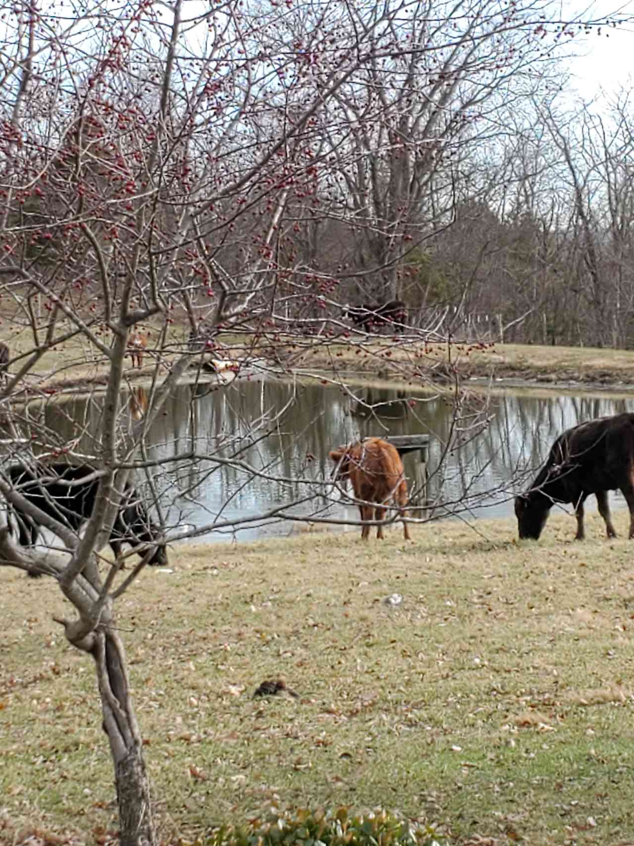 Turkey Hill Homestead