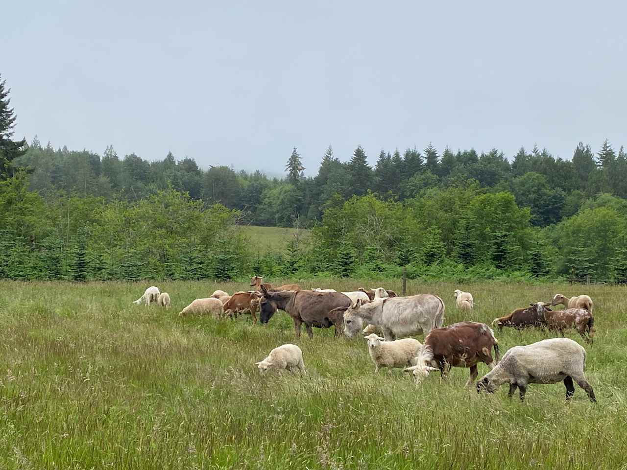 Pasture near orchard 