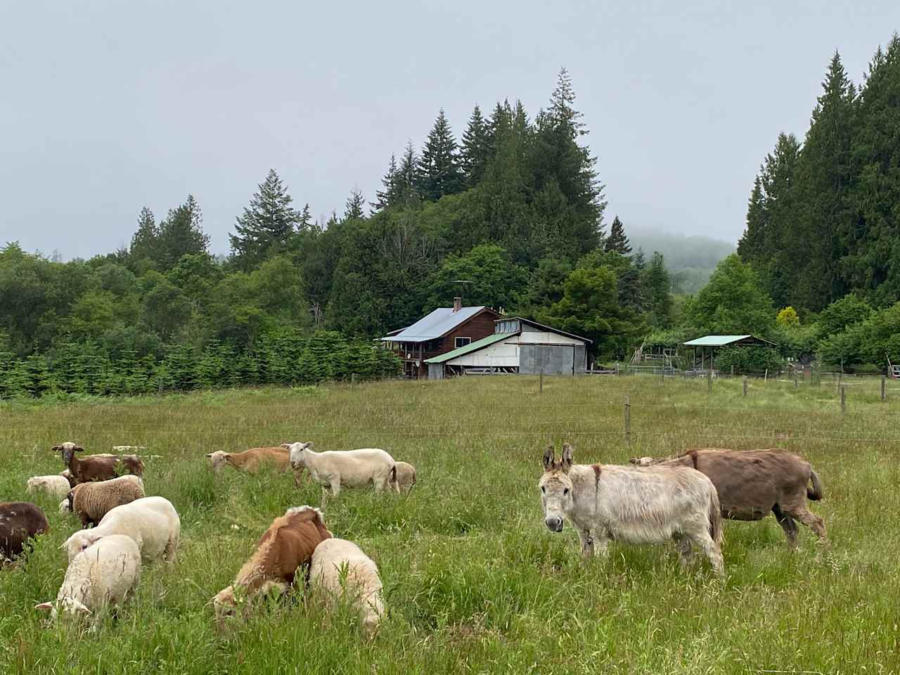 Looking towards barn from pasture 