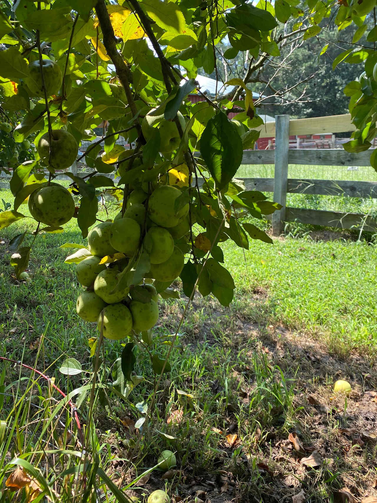 Peace Hill Farm