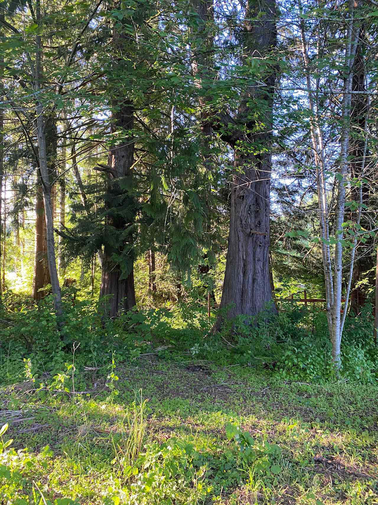 Under the cedars