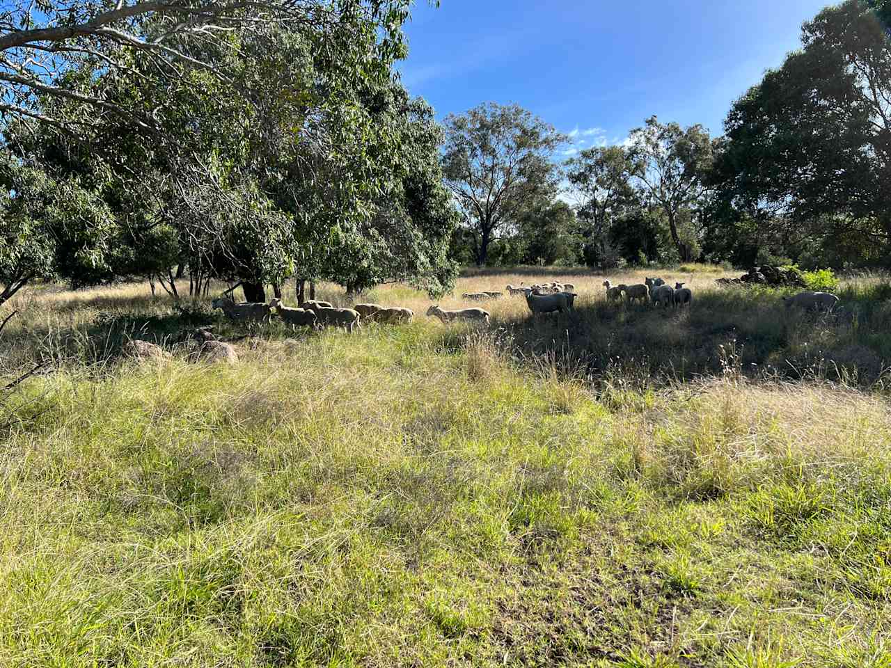 Sheep in the paddock nearby