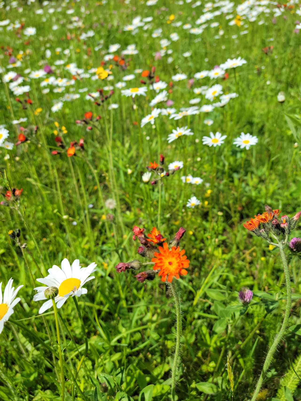 Wildflowers