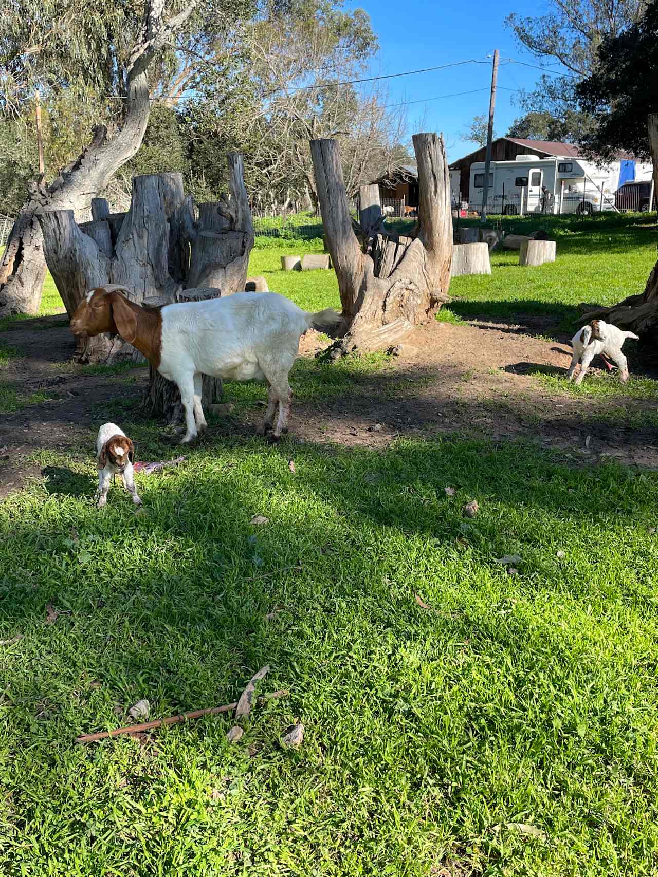 Goats again. Lots of goats here. 