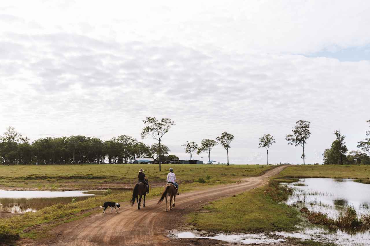 Morning horse ride at the homestead