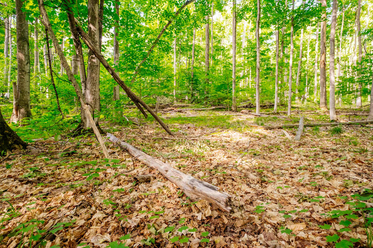 Plenty of fallen wood for fires