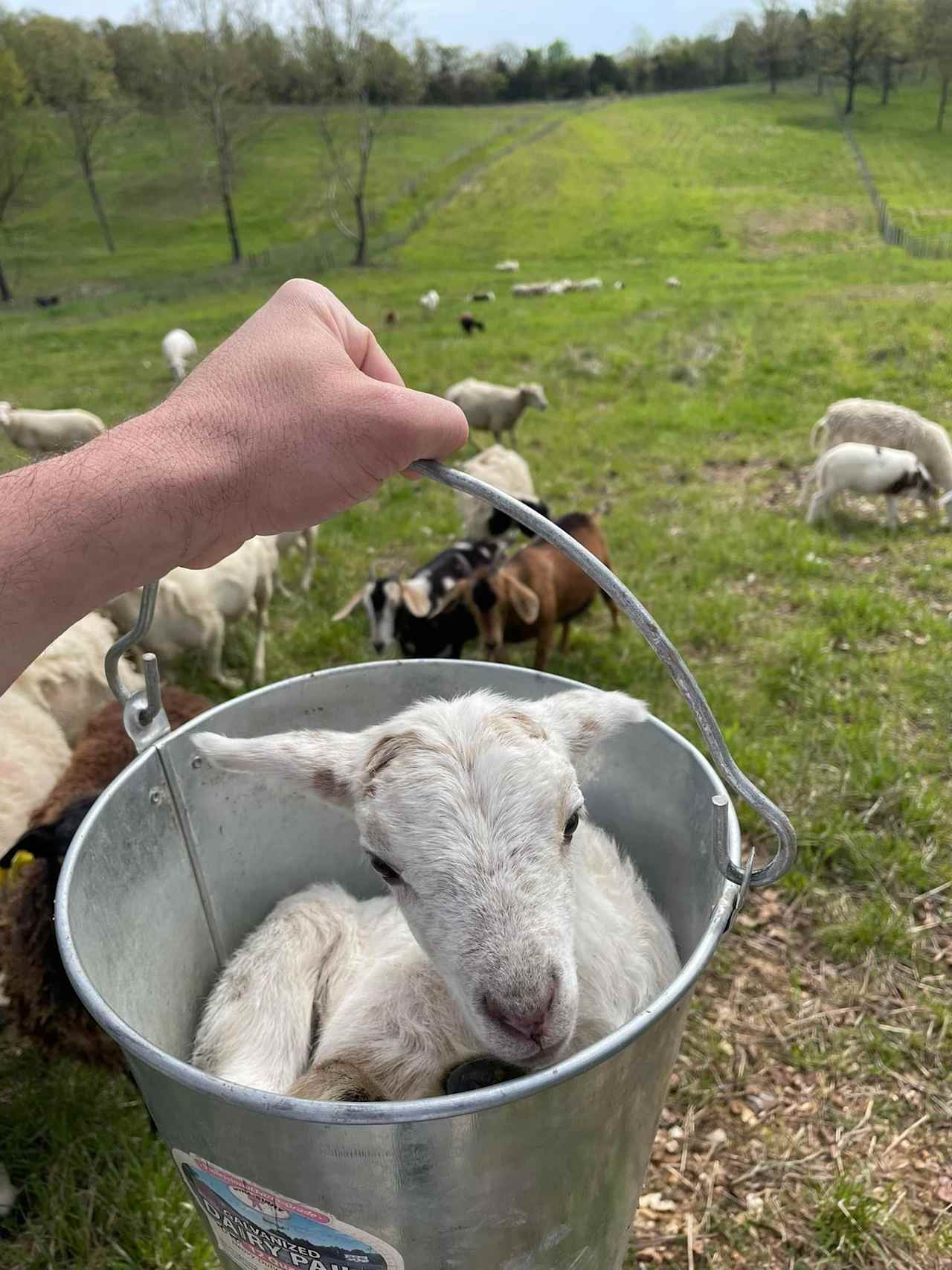 Walnut Valley Farm