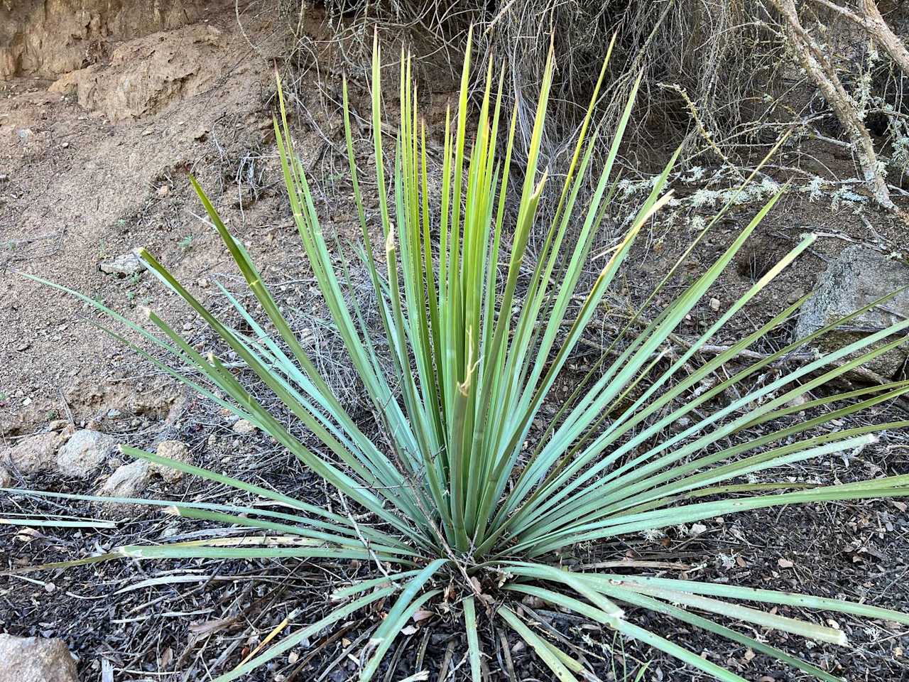 Yucca