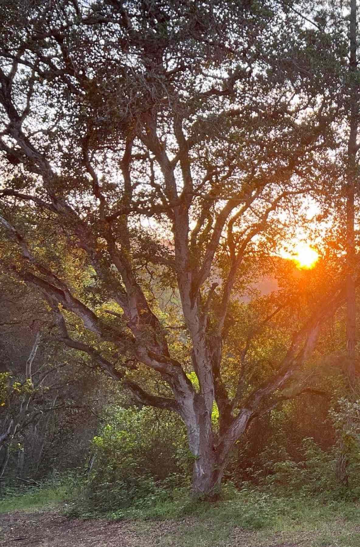 Oak tree with sunset shining through.