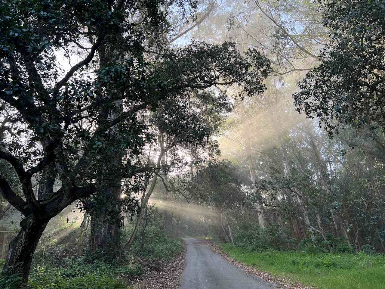 Our driveway with some sun magic happening 