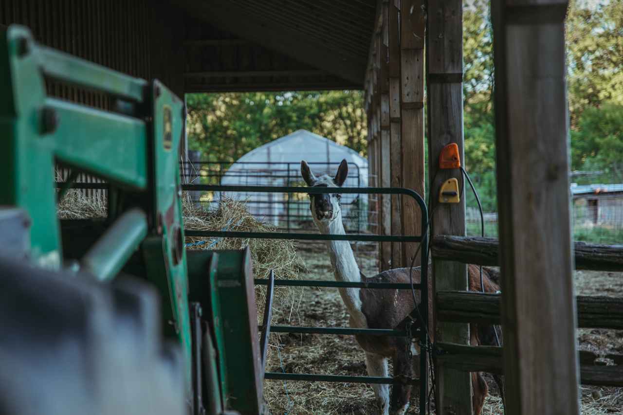 The sheep protector!