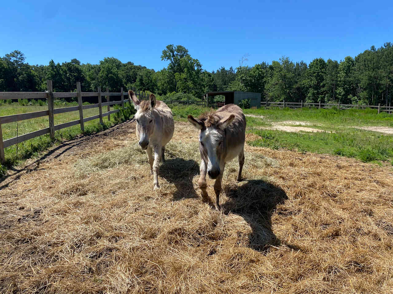 Pony Pines Farm