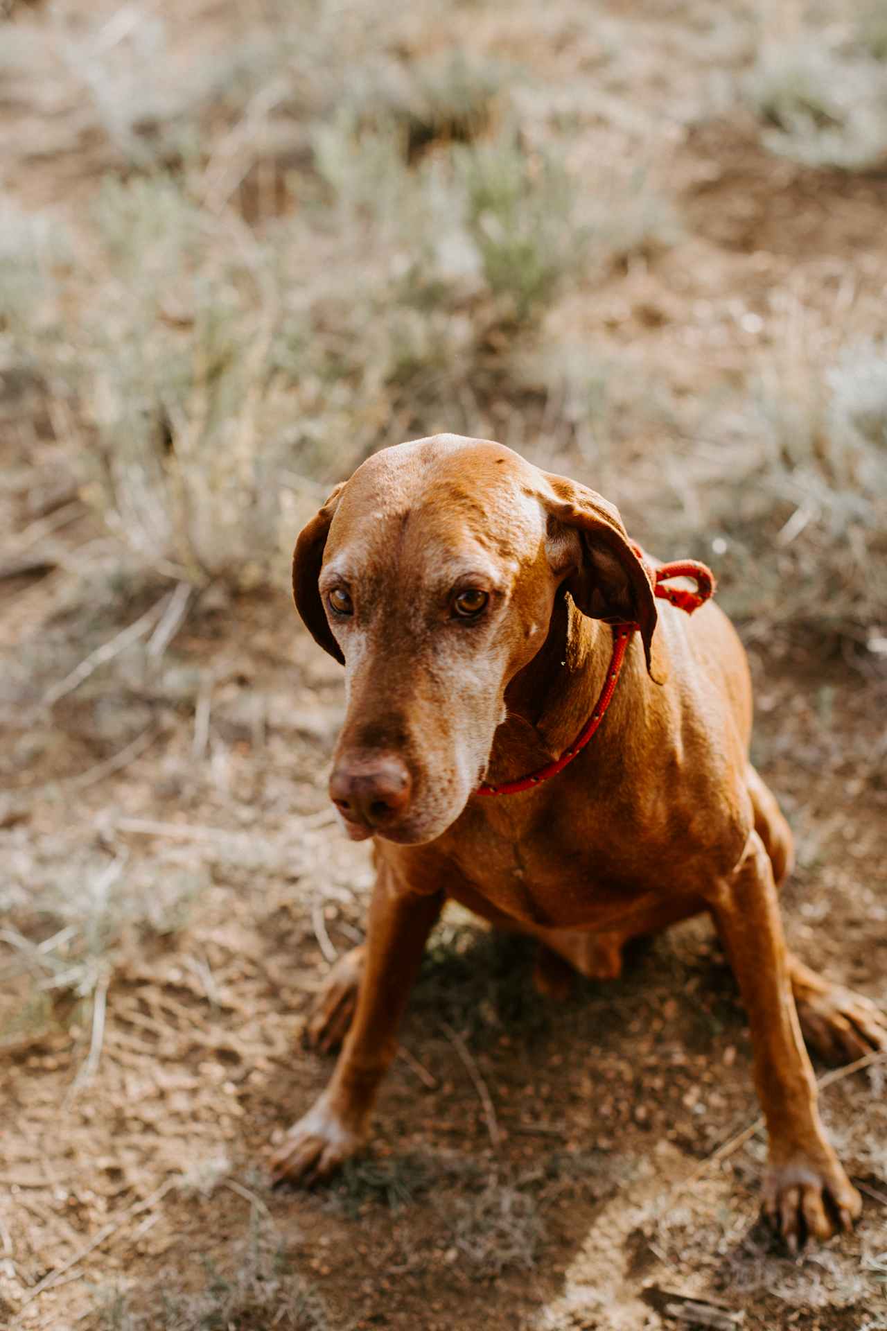 Super pet friendly location. My pup loved exploring.