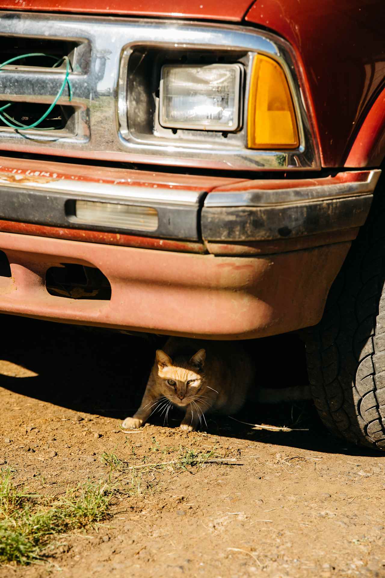 Casper the barn cat