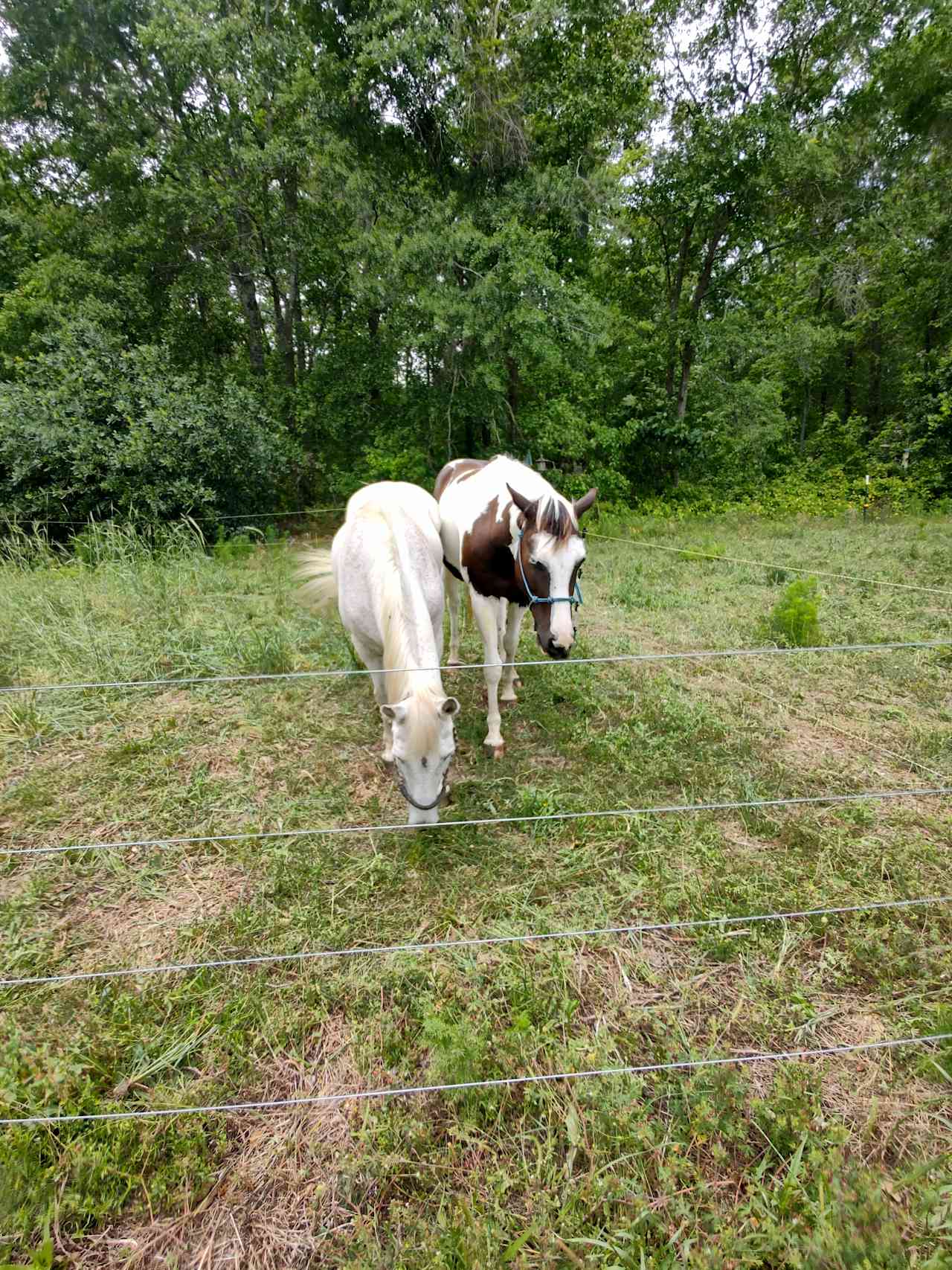 Resident Horses, Smoke and BamBam