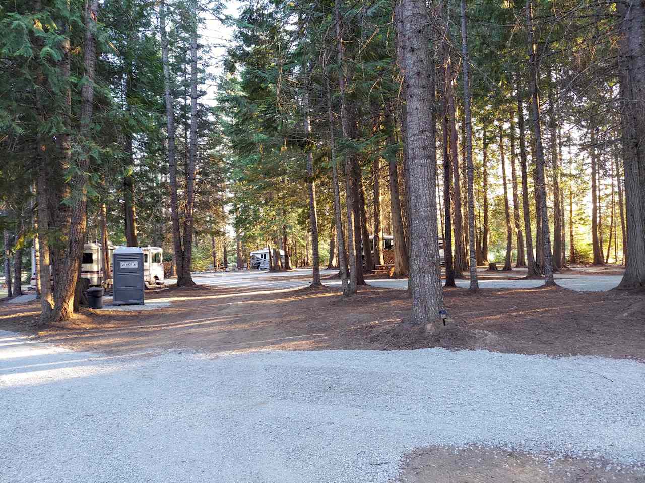 Under the Cedars