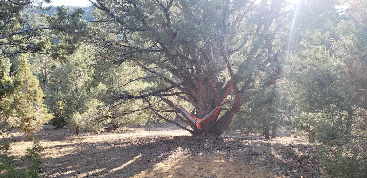 Two-person hammock under Great Tree