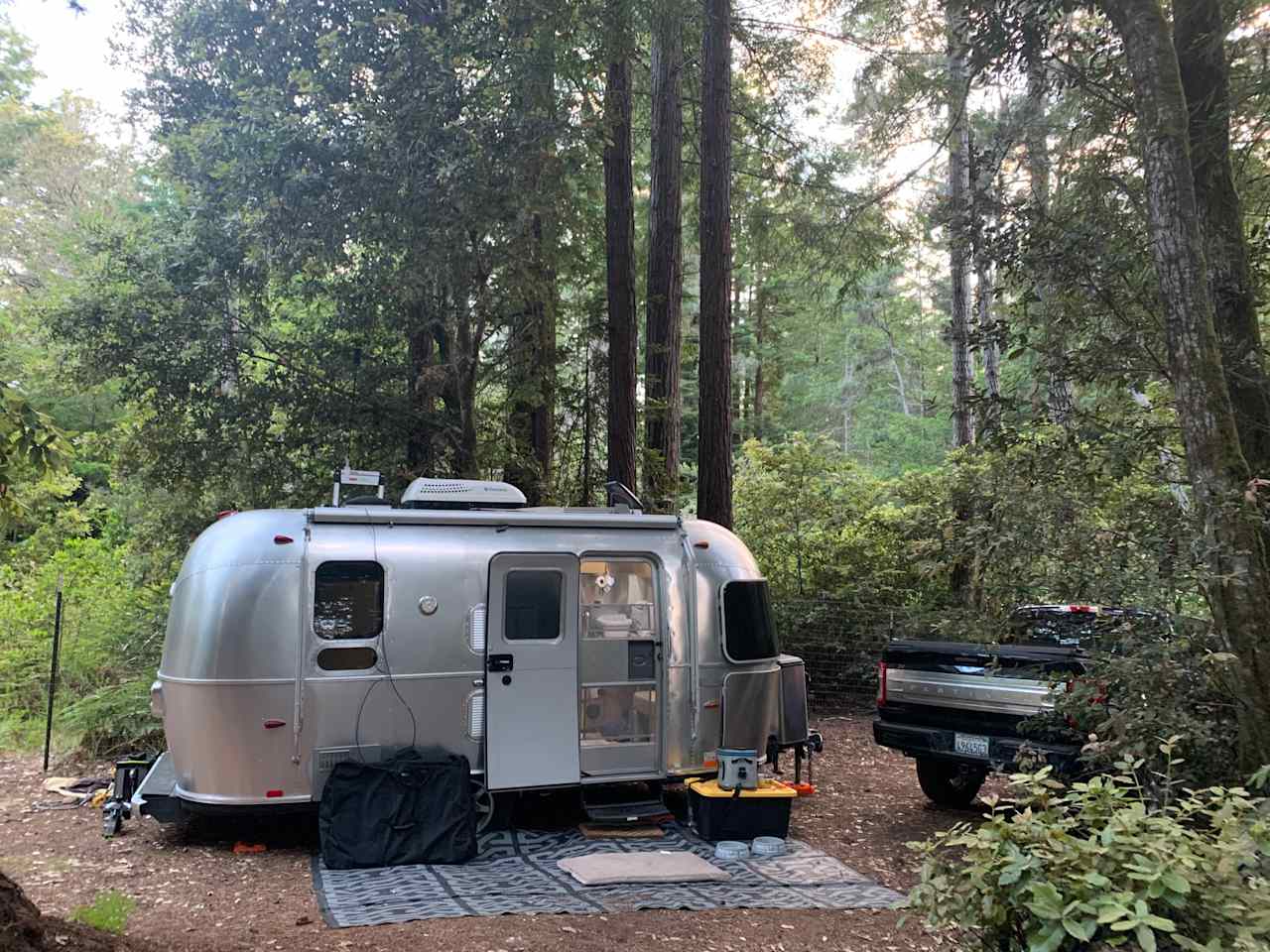 Redwood Forest Raven Haven