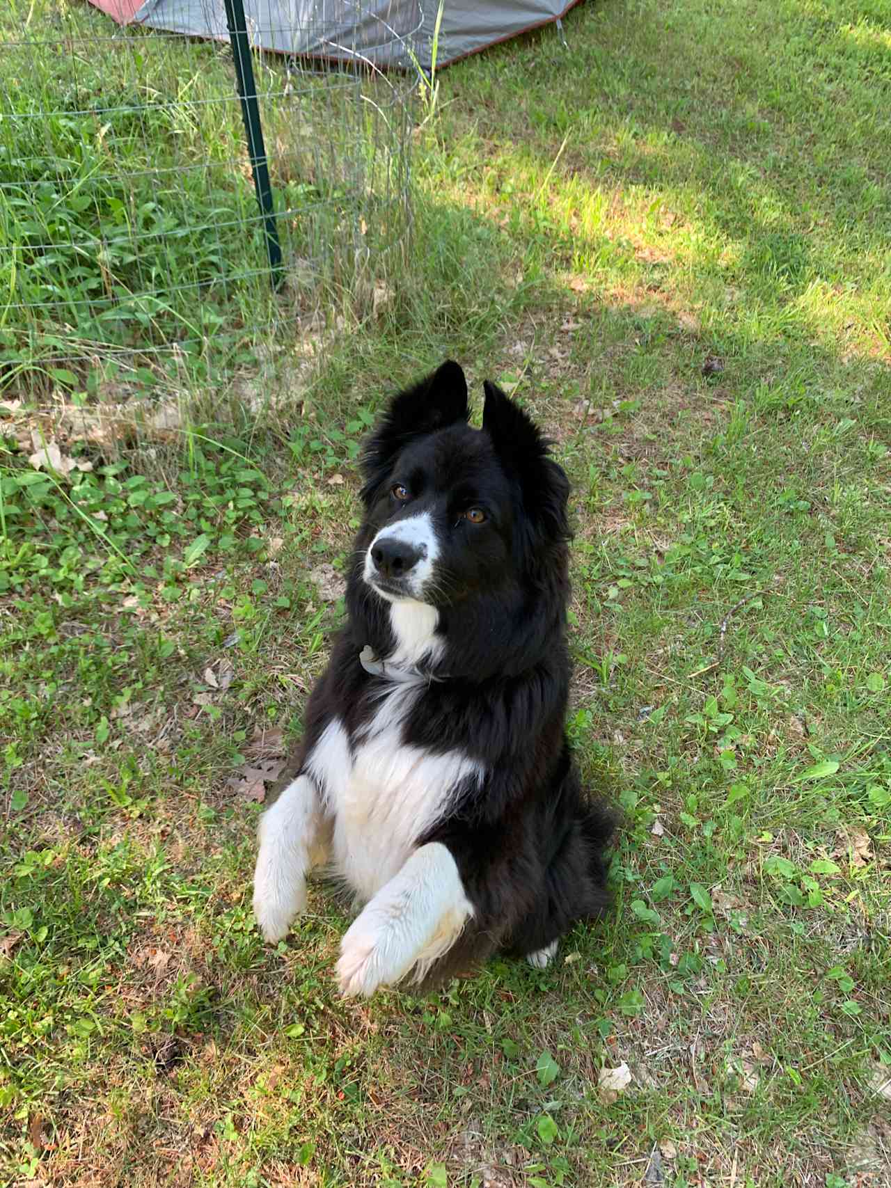 Luna, the true queen of the farm