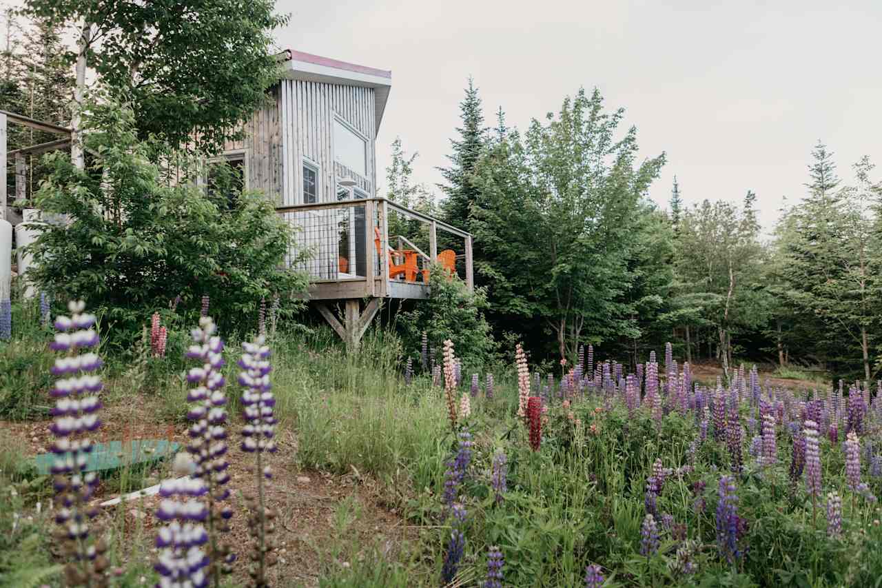 Lots of lupines on the property